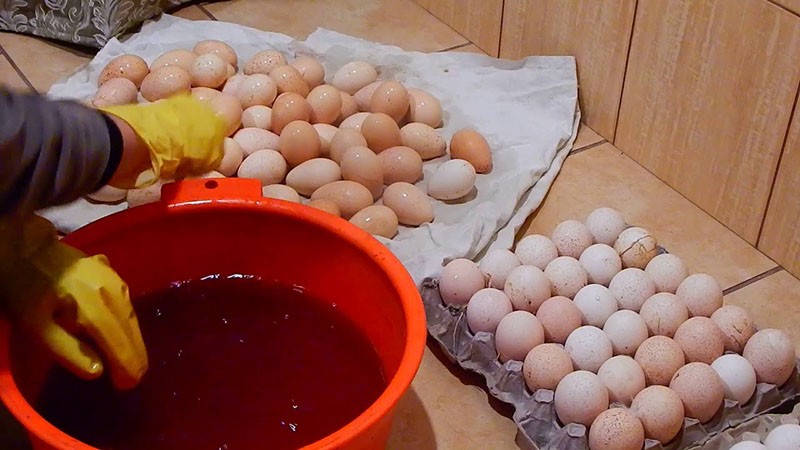 traitement des œufs avant la mise en incubateur