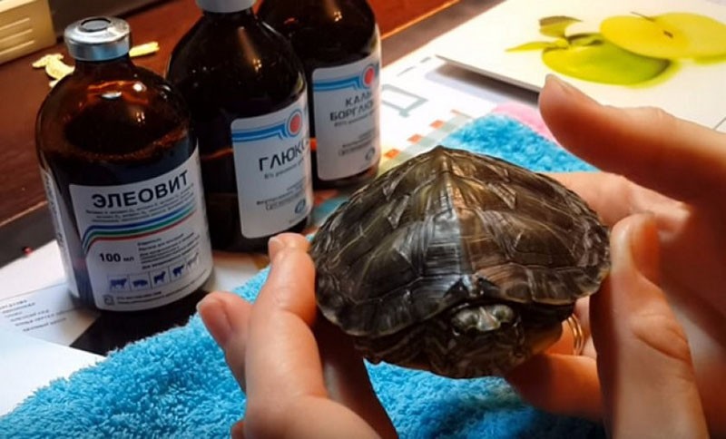 préparations pour tortues