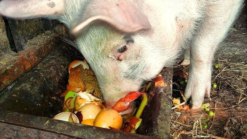 alimentation des porcs