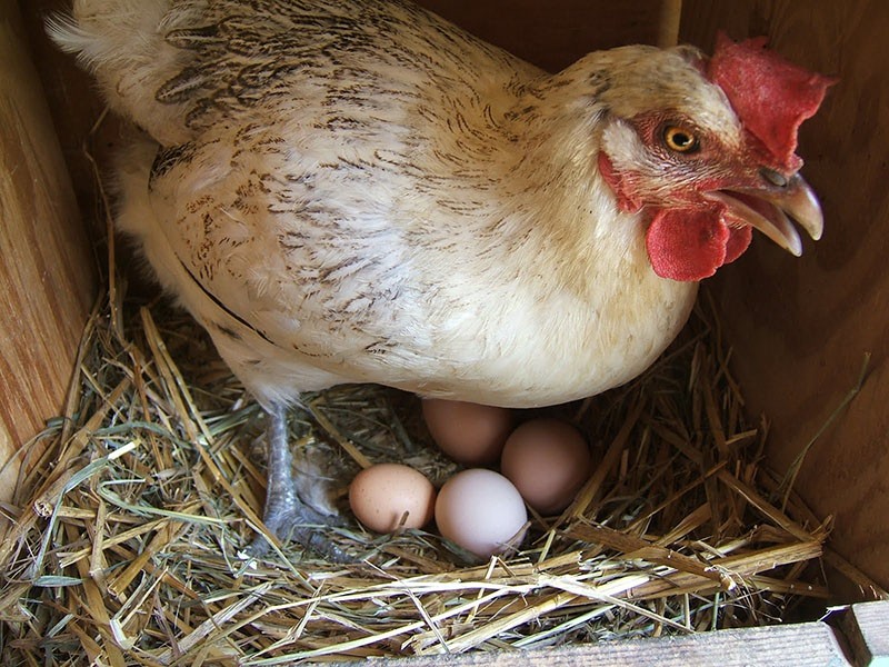 eleovite pour augmenter la production d'œufs
