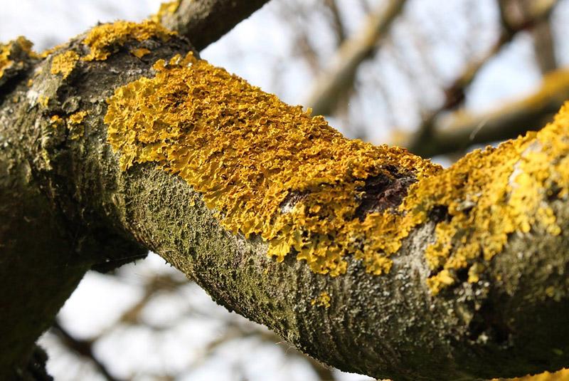 arbre fruitier et lichen