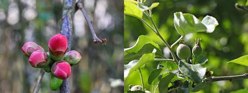 période de floraison et nouaison