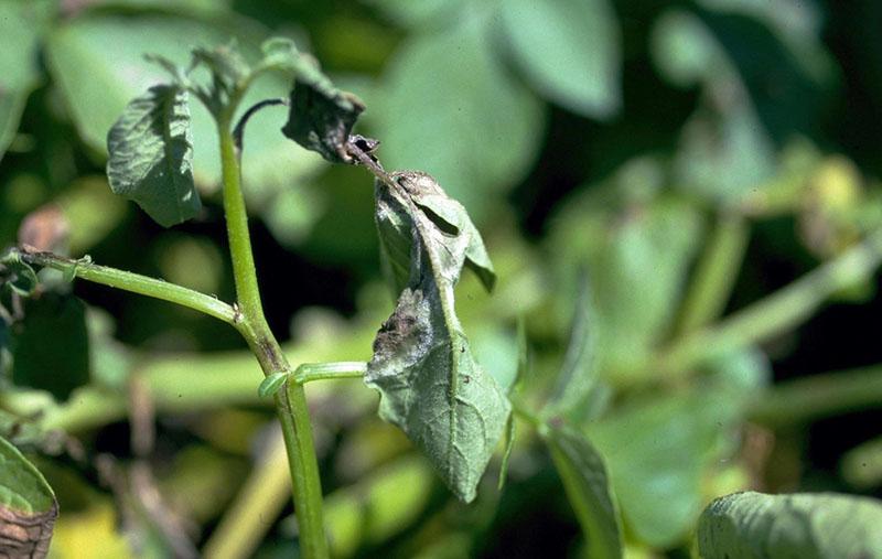 necesidad de procesar tomates