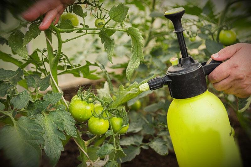 rociar tomates