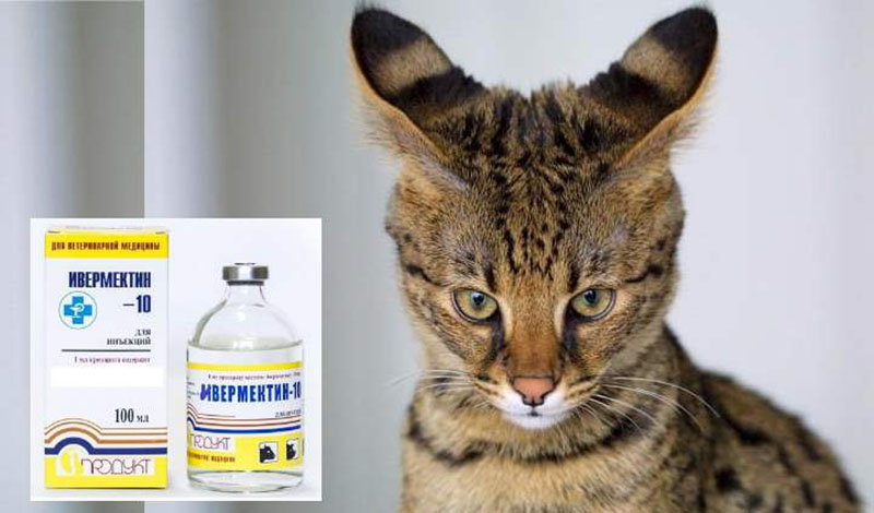 ivermectine pour chats