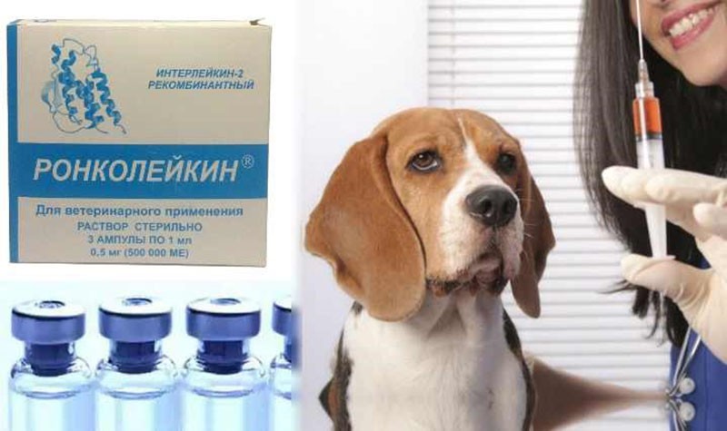 Instrucciones para el uso de roncoleucina veterinaria.
