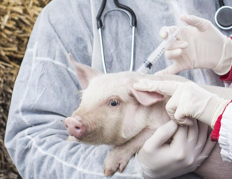 traitement des animaux