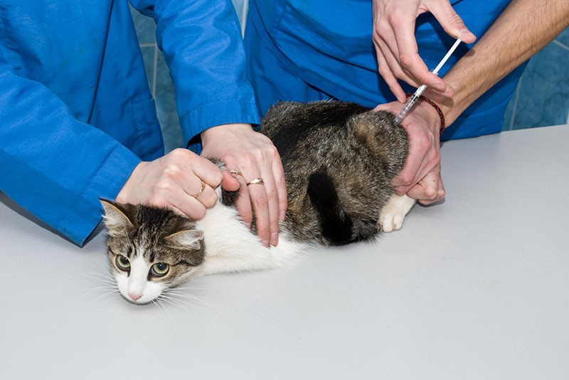 instrucciones de uso de roncoleucina veterinaria para gatos