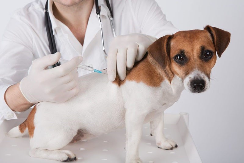 injection pour chien