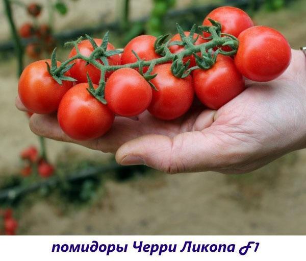 tomates cherry