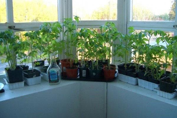cuidar las plántulas de tomate en el alféizar de la ventana
