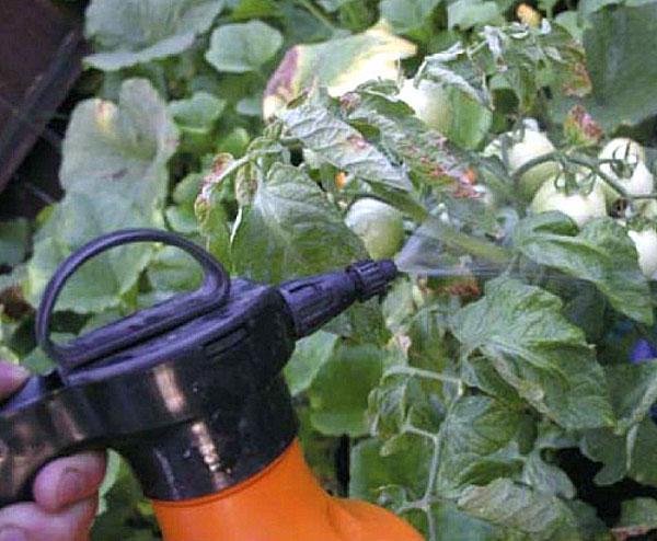 tratamiento de tomate para enfermedades