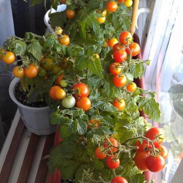 tomates en el alféizar de la ventana