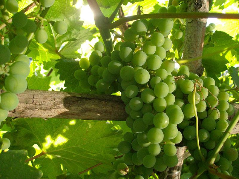 variedad de uva de maduración temprana elegante