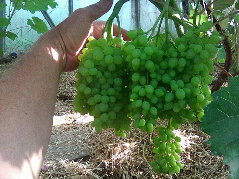 apariencia imprimible de las uvas