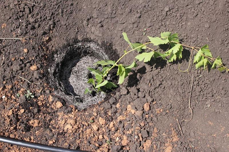 planter des boutures de raisin