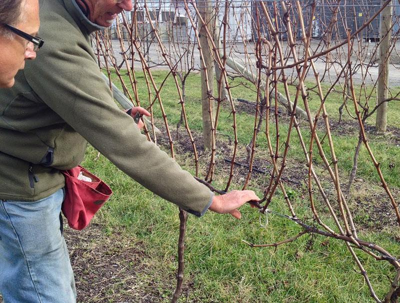 formation de buisson