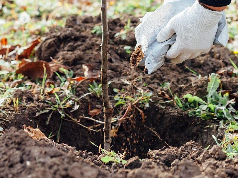 tecnología de plantación de plántulas de manzana