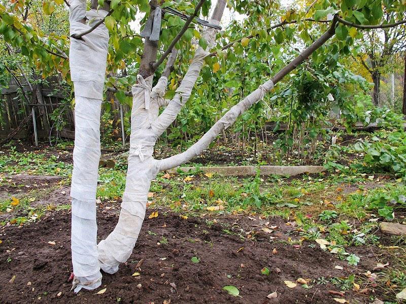 preparando el árbol para el invierno