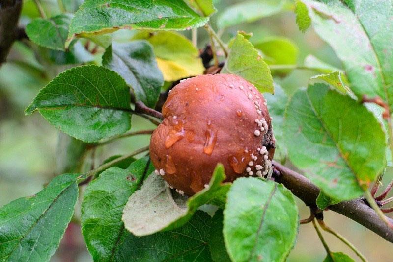 pudrición de la fruta de las manzanas