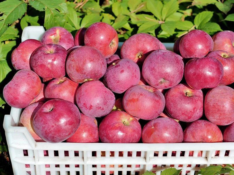 recolección y almacenamiento de manzanas