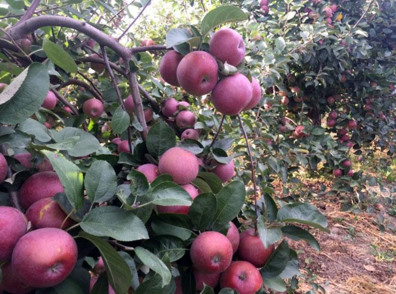 variedad de manzana de alto rendimiento Spartan