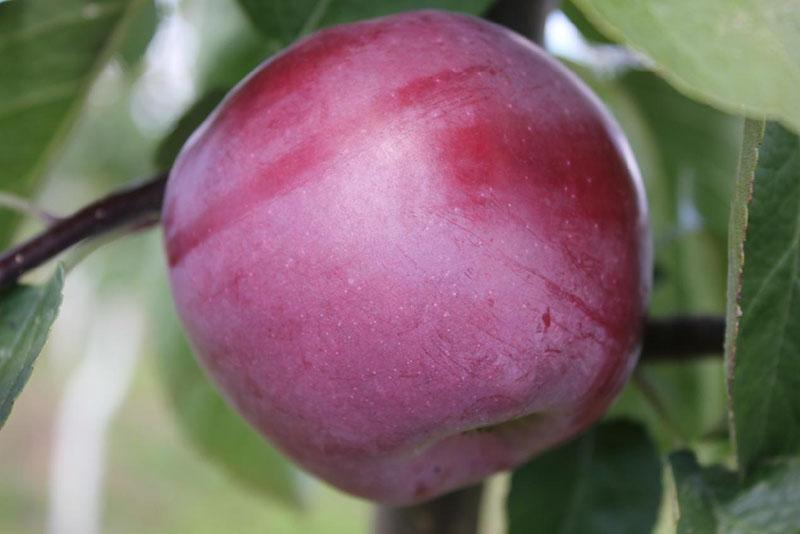 jugoso fruto dulce del manzano espartano