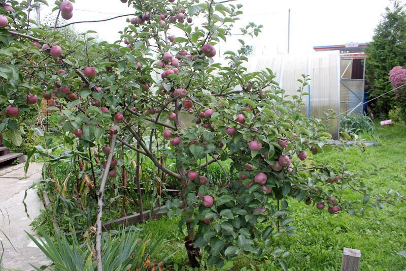 variétés de pommes fructifères Spartan