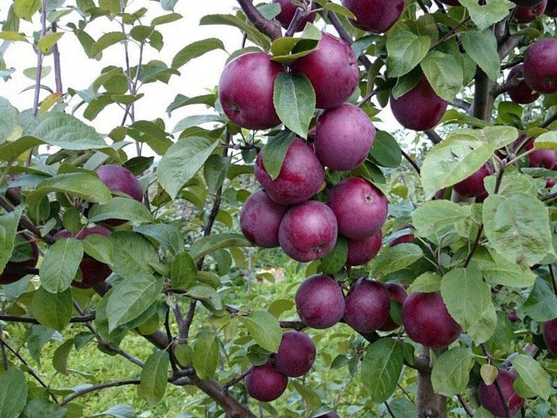 récolte de pommes