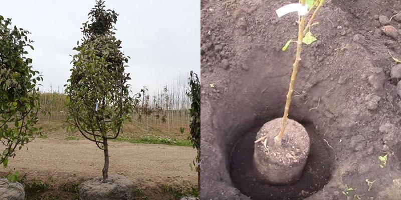 plántulas de manzana