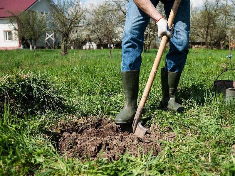 choisir un endroit pour planter un pommier