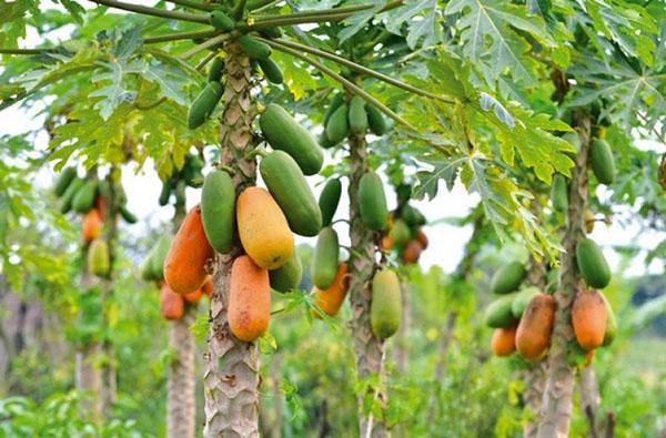 árbol de melón en la naturaleza