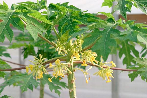 flores de papaya