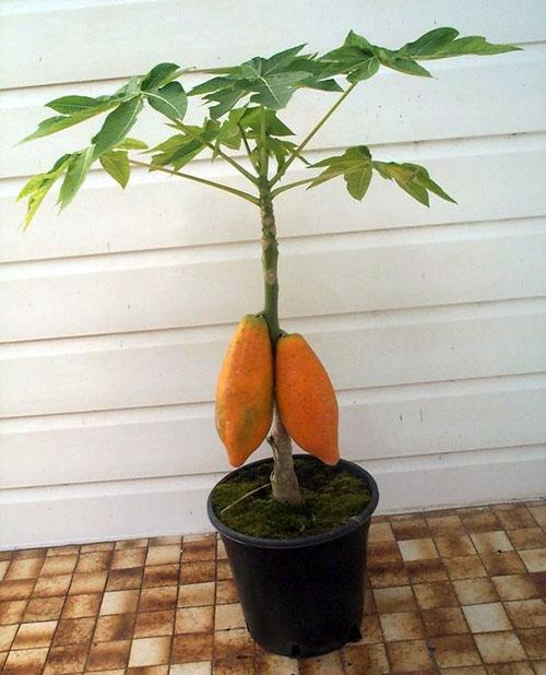papaya fructífera en la casa