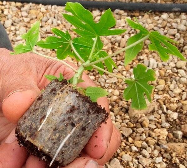 plantar papaya