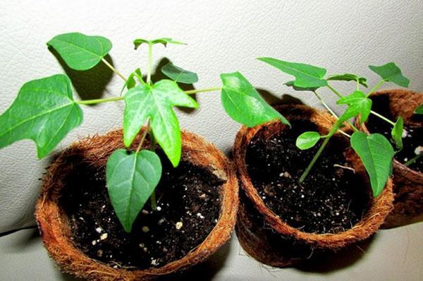 cultivo de papaya a partir de semillas en casa: