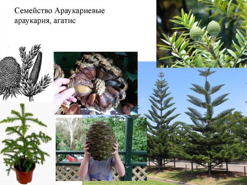 familia araucariaceae