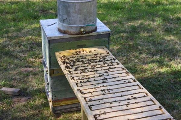 Bebedero grande para abejas