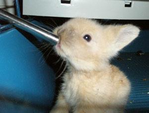 Le lapin décoratif boit de l'eau