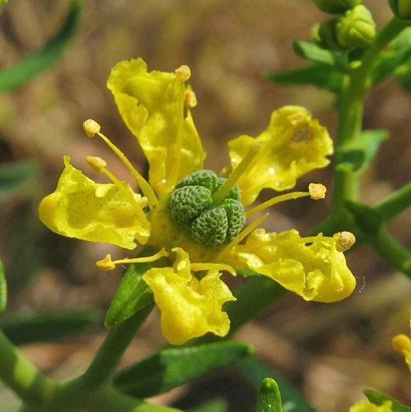 plante vénéneuse