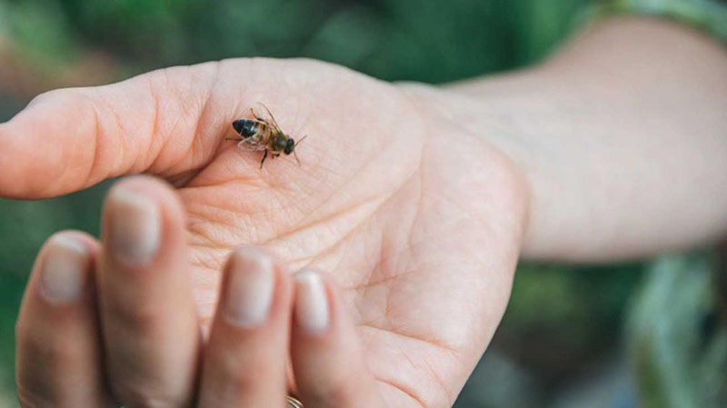 abeja trabajando