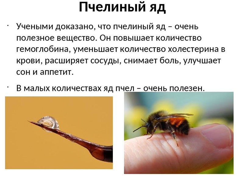 propriétés utiles du venin d'abeille