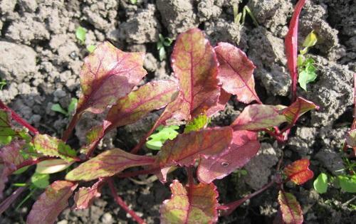 petites feuilles de betterave rouge