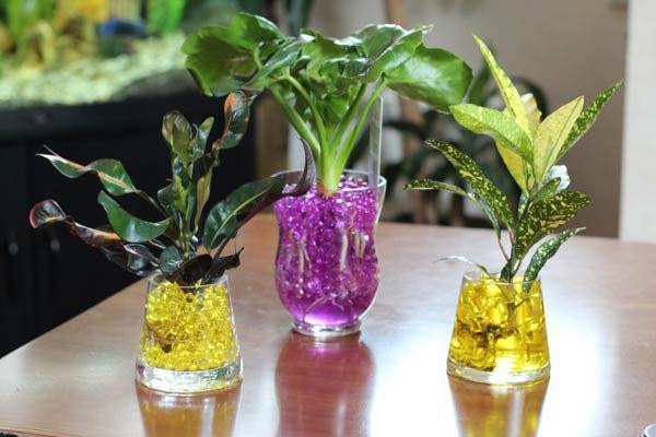 enracinement des boutures dans un hydrogel