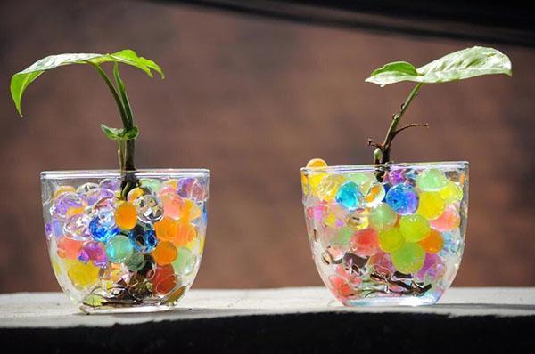 jeunes plantes en hydrogel