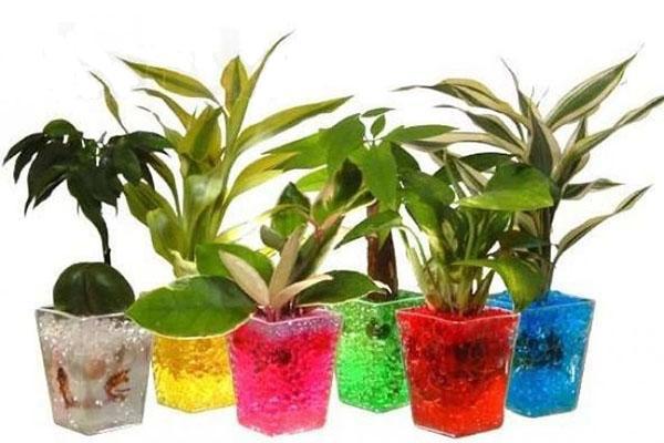 plantes d'intérieur en pots hydrogel