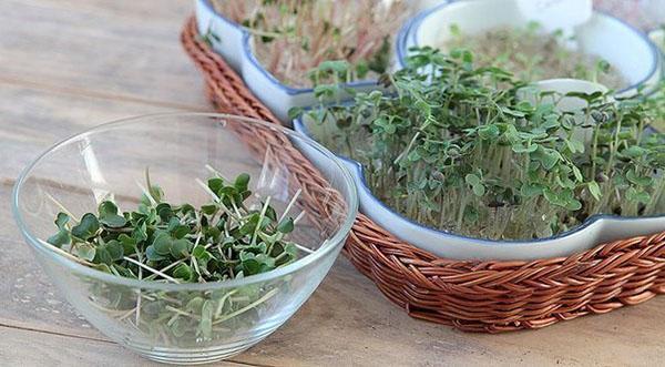 cultivo de verduras en un hidrogel