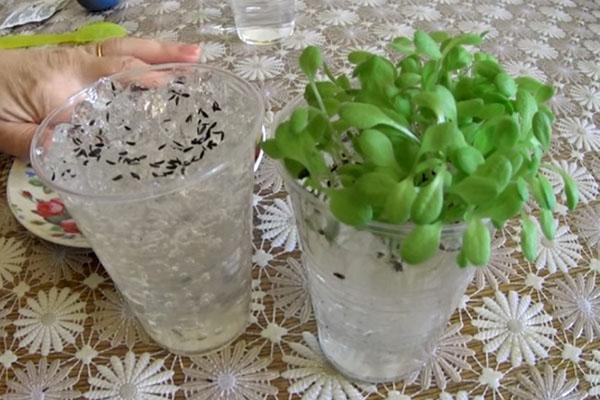 germination des graines