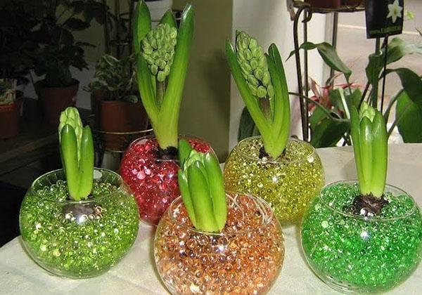 hydrogel pour plantes