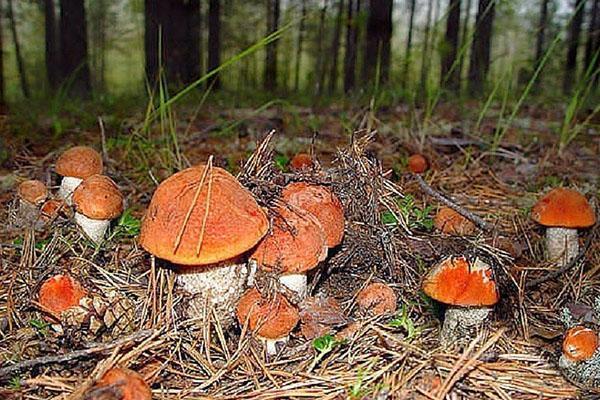 une clairière de champignons comestibles